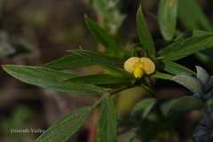 Stylosanthes hamata